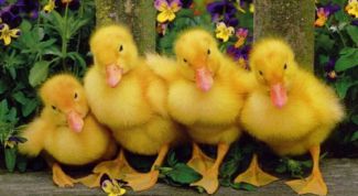 Картинка по теме - как танцевать танец маленьких утят