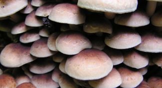 Картинка по теме - как сделать мицелий