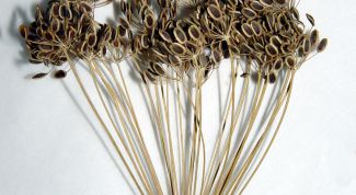 Картинка по теме - как заварить семена укропа