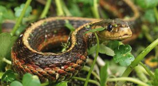 Картинка по теме - как ловить змей