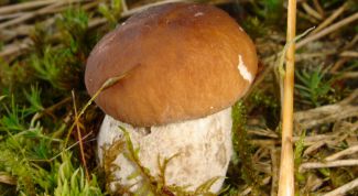 Картинка по теме - как выращивать белые грибы