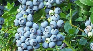Картинка по теме - как вырастить чернику