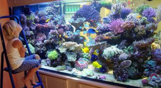 Картинка по теме - как устроить аквариум