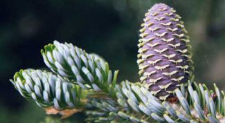 Картинка по теме - как вырастить пихту