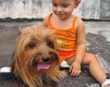 Картинка по теме - как сделать бантик для йорка