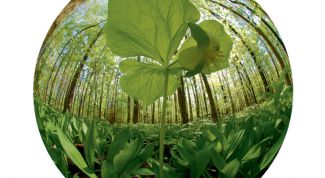 Картинка по теме - как сделать эффект рыбий глаз