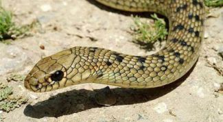 Картинка по теме - как избавиться от змеи на участке