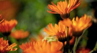 Картинка по теме - как вылечить эрозию народными средствами