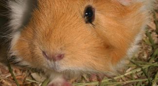 Картинка по теме - как сделать самому домики для морских свинок