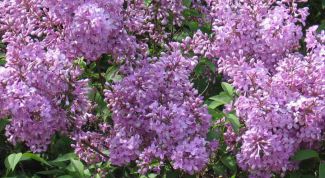 Картинка по теме - как сделать сирень