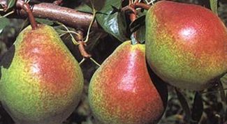 Картинка по теме - как вырастить грушу