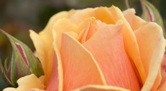 Картинка по теме - как сделать надписи на цветах