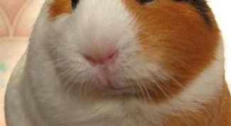 Картинка по теме - как дрессировать морскую свинку