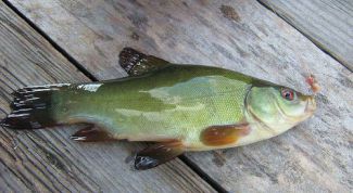 Картинка по теме - как ловить чехонь