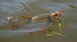 Картинка по теме - как ловить красноперку