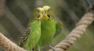Картинка по теме - как выбрать волнистого попугайчика