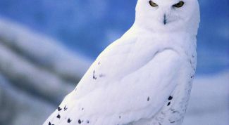 Картинка по теме - как сделать сову из бумаги