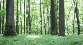 Картинка по теме - как вырастить лес