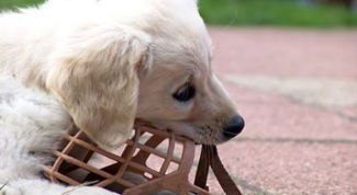 Картинка по теме - как сделать намордник самим