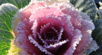 Картинка по теме - как заморозить розу