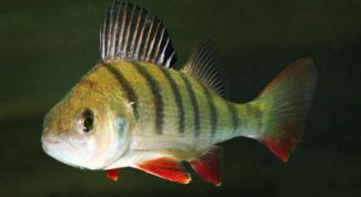 Картинка по теме - как солить окуня