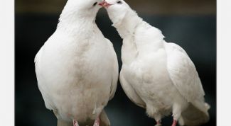 Картинка по теме - как вылечить голубя