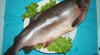 Картинка по теме - как выбрать горбушу