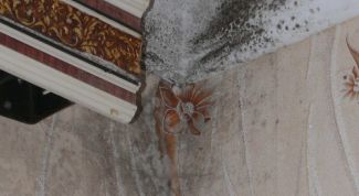 Картинка по теме - как устранить плесень