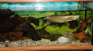 Картинка по теме - как клеить фон к стенке аквариума