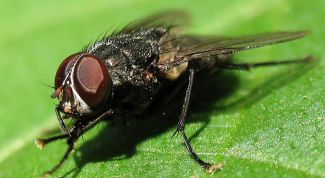 Картинка по теме - как нарисовать муху