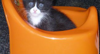 Картинка по теме - как отучить кота метить свою территорию