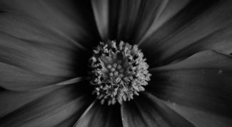 Картинка по теме - как делать черно-белые фотографии