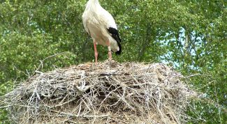 Картинка по теме - как нарисовать аиста