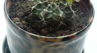 Картинка по теме - как заставить кактусы цвести