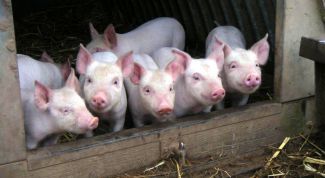 Картинка по теме - как построить сарай для свиней