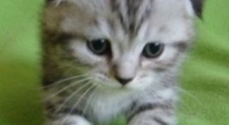 Картинка по теме - как отучить котенка писать на кровать