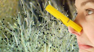 Картинка по теме - как убрать запах плесени