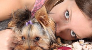 Картинка по теме - как вернуть собаку