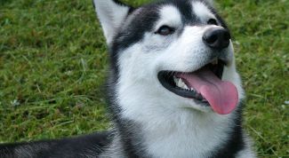 Картинка по теме - как назвать собаку лайку