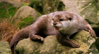 Картинка по теме - как назвать хорька