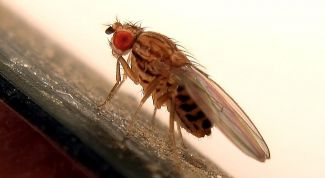 Картинка по теме - как вывести из квартиры мошек