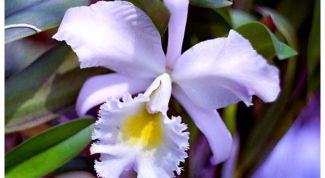 Картинка по теме - как нарисовать орхидею