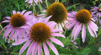 Картинка по теме - как пить эхинацею