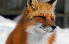 Картинка по теме - как выявить ложь