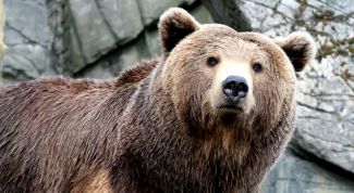 Картинка по теме - как напугать медведя