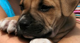 Картинка по теме - как продать собаку