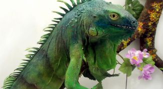 Картинка по теме - как вырастить и воспитать дракона