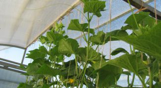 Картинка по теме - как прищипывать огурцы