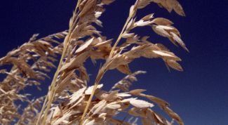 Картинка по теме - как выращивать овес