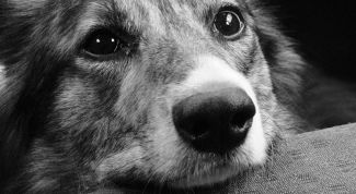 Картинка по теме - как сбить температуру собаке